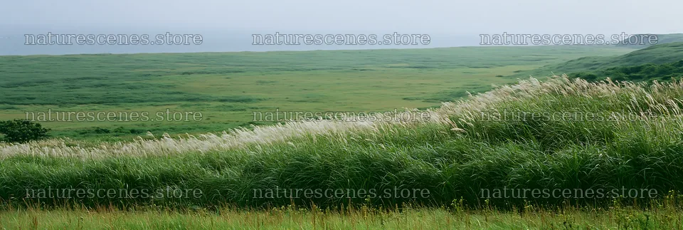 Fukui grass meadow with rain droplets on greenery – nature scenes 13690x4602