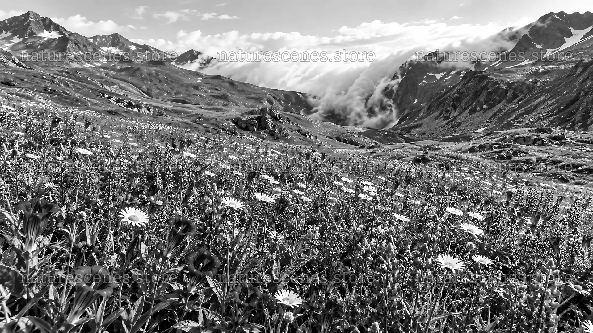 Alpine Wildflower Meadow Beneath Rugged Peaks – nature scenes 10324x5812