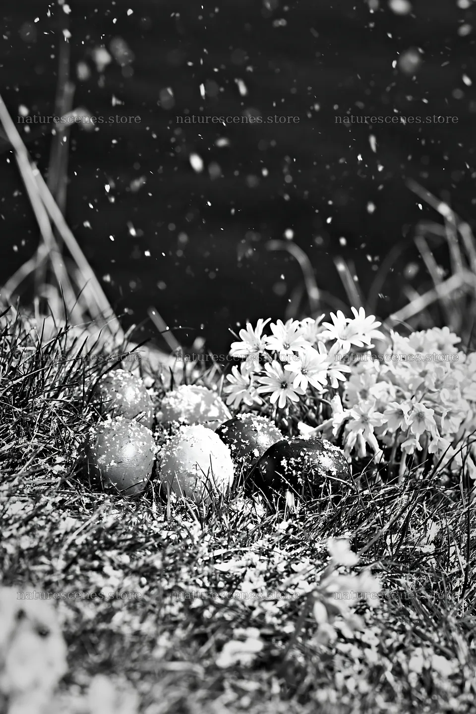Lakeshore meadow with flowers and snow in winter – nature scenes 6480x9722