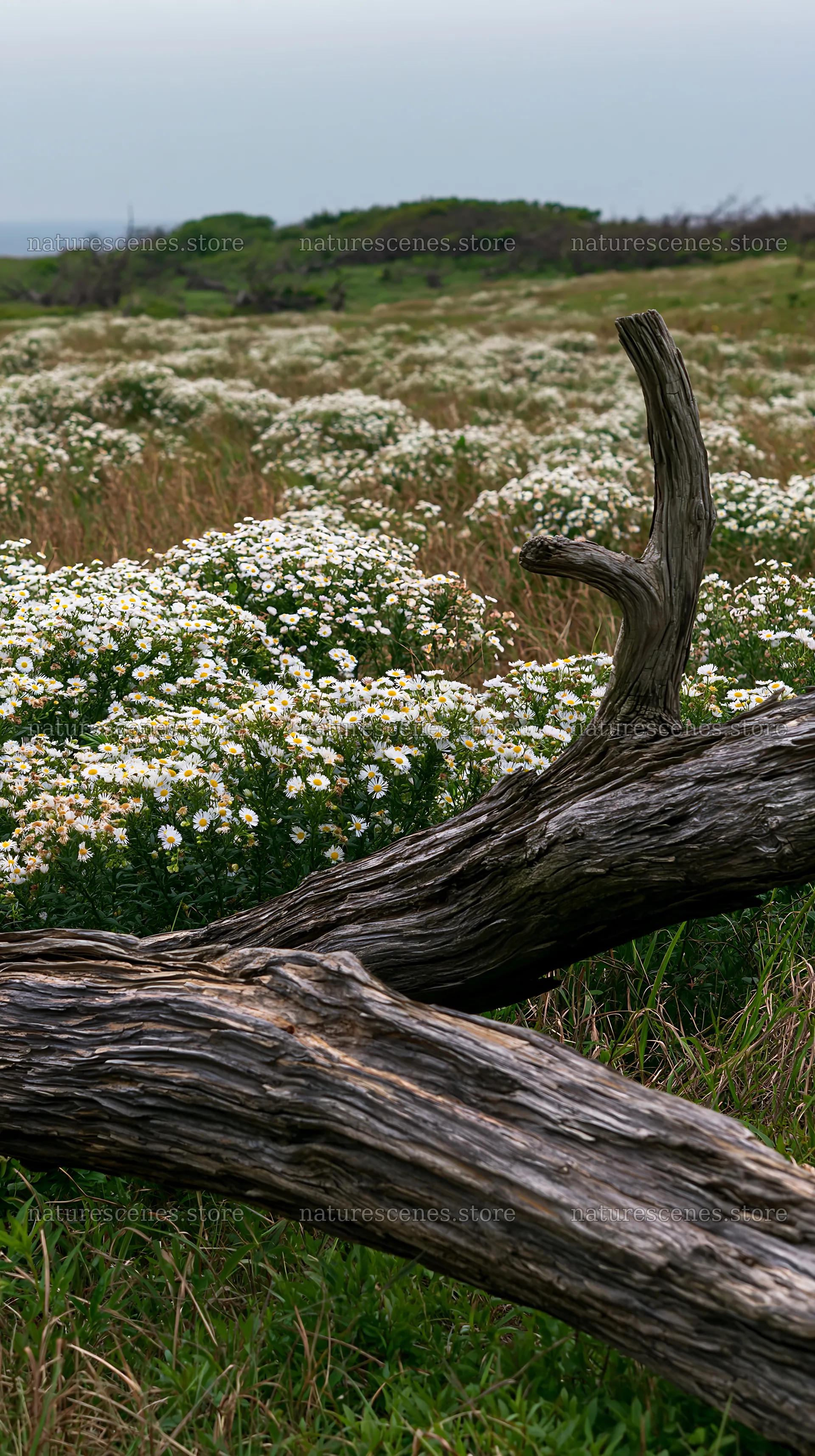 Driftwood and flowers in Chiba coastal climate meadow – nature scenes 5938x10608