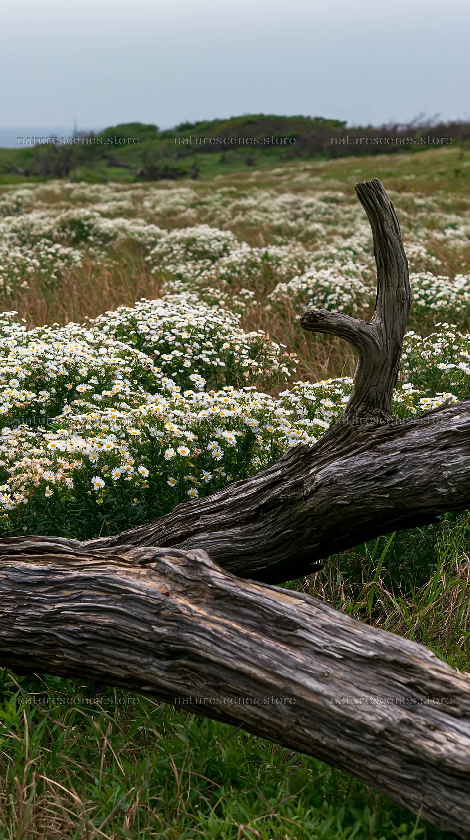 Driftwood and flowers in Chiba coastal climate meadow – nature scenes 5938x10608